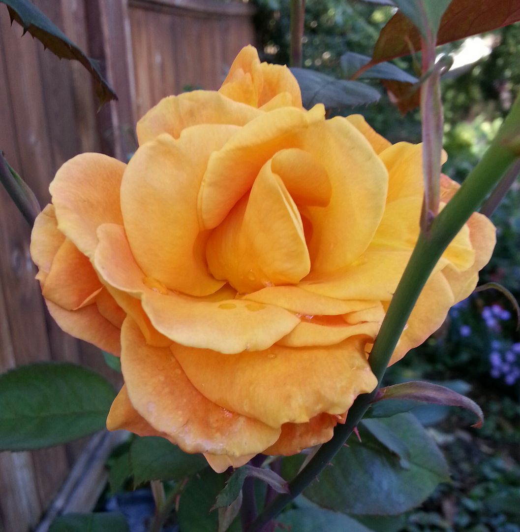  photo 20140925_161102-1_zpsydmv50bd.jpg